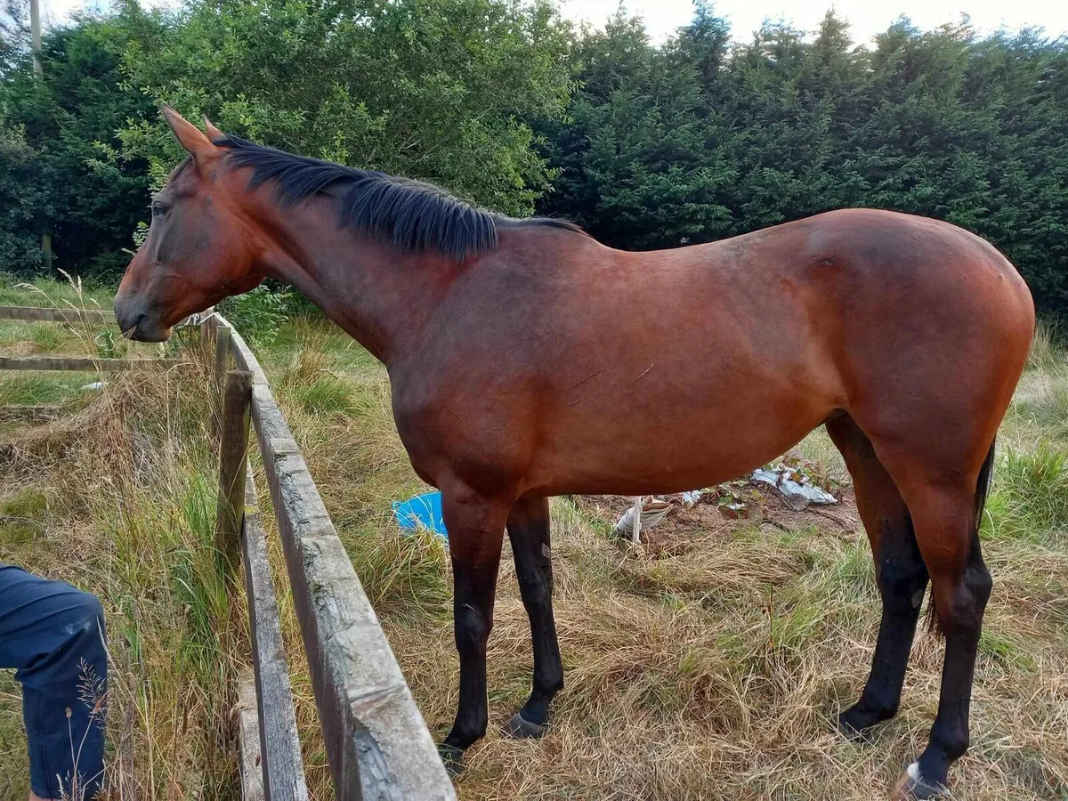 16.2 Thorough bred Bay Mare - Image 1