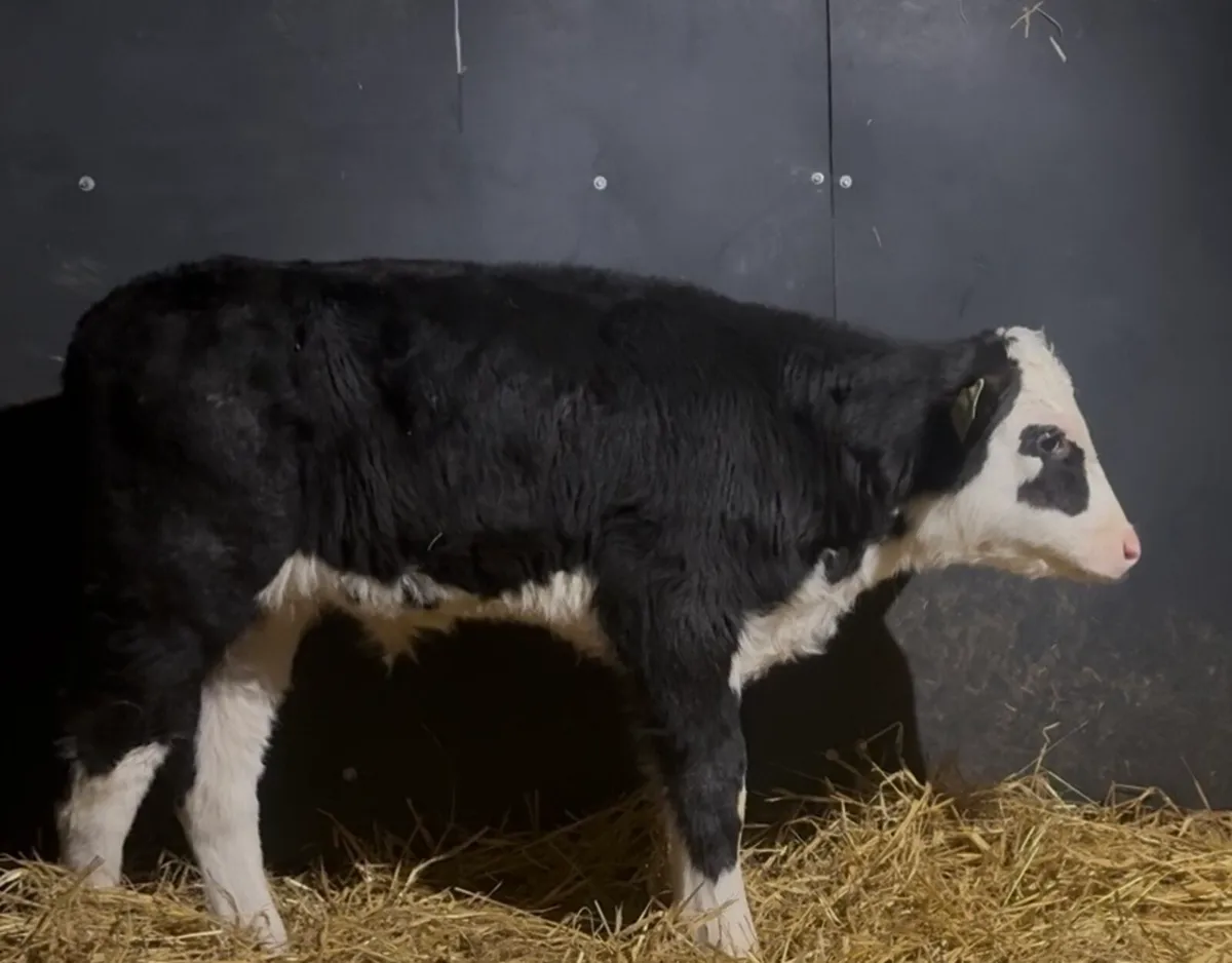 6 bull calves - Image 3