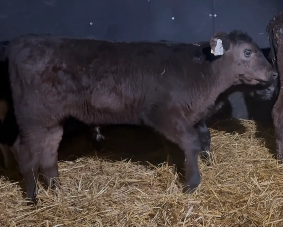 6 bull calves - Image 4