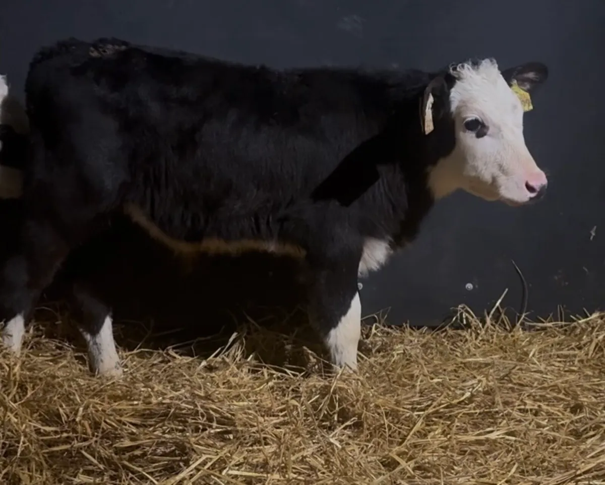 6 bull calves - Image 2