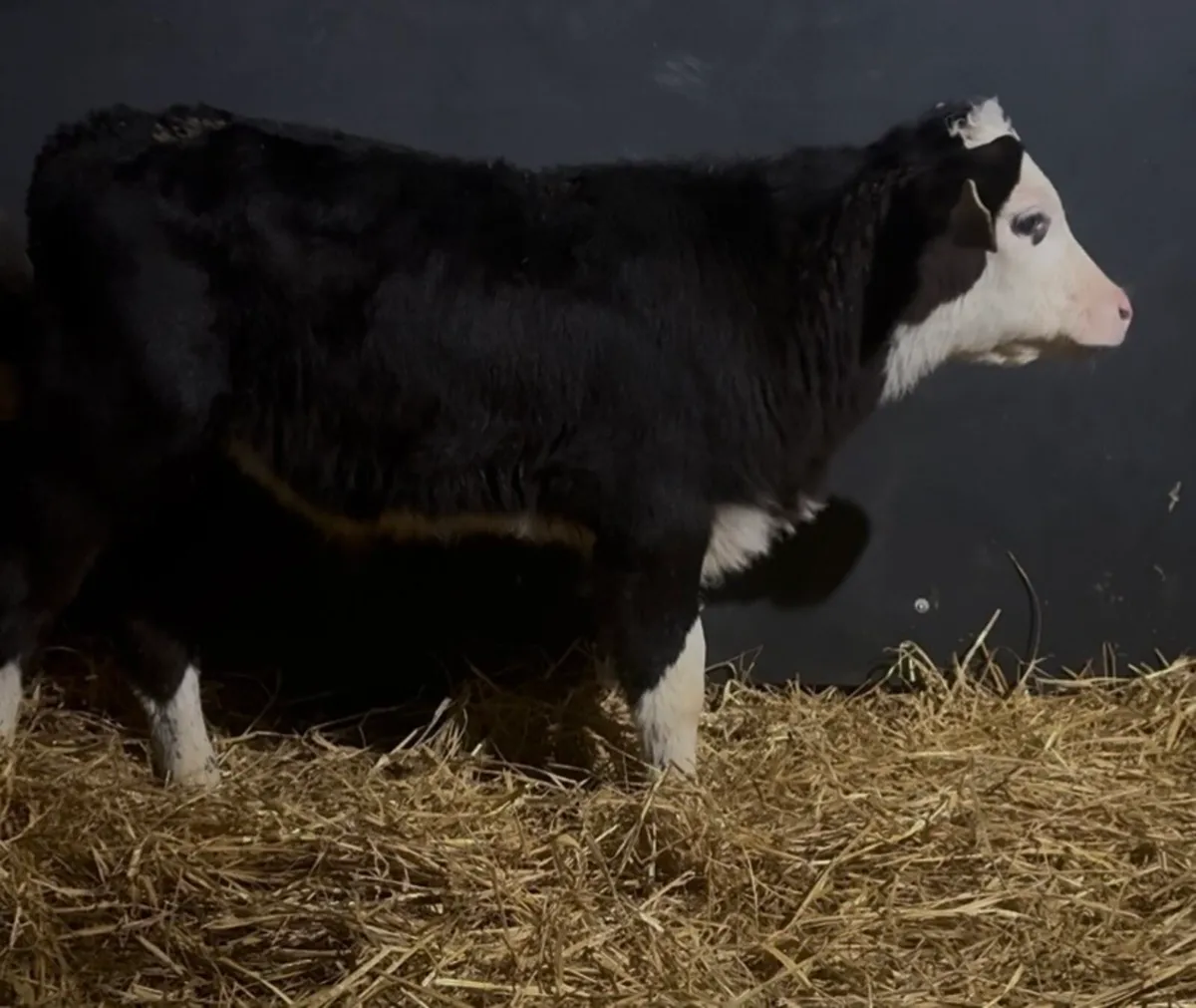 6 bull calves - Image 1