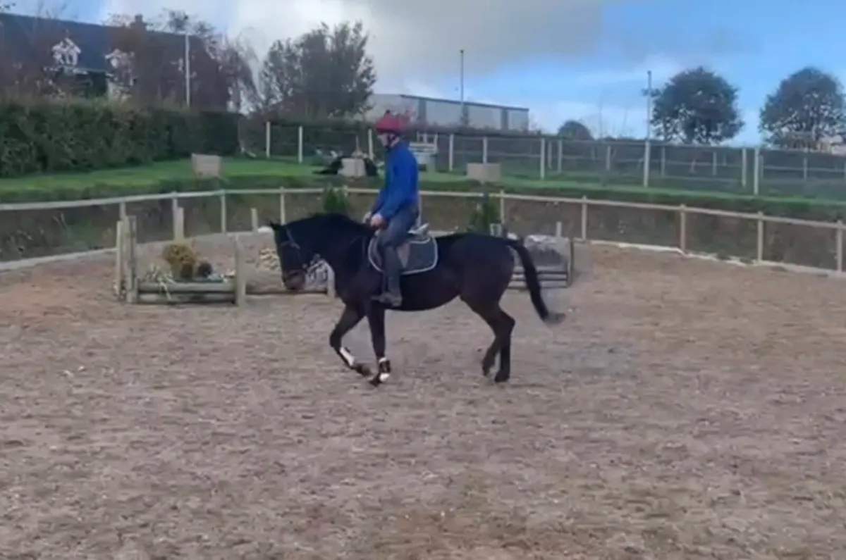 16.2 Thorough bred Bay Mare - Image 3