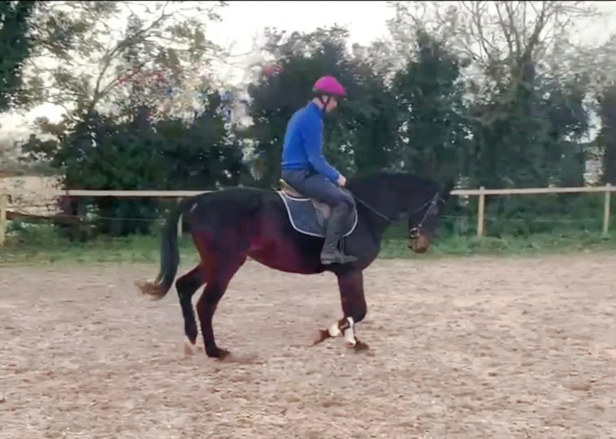 16.2 Thorough bred Bay Mare - Image 2