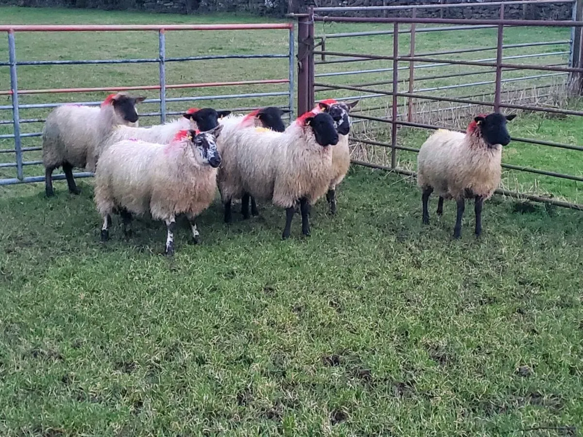 Suffolk ewe lambs - Image 1