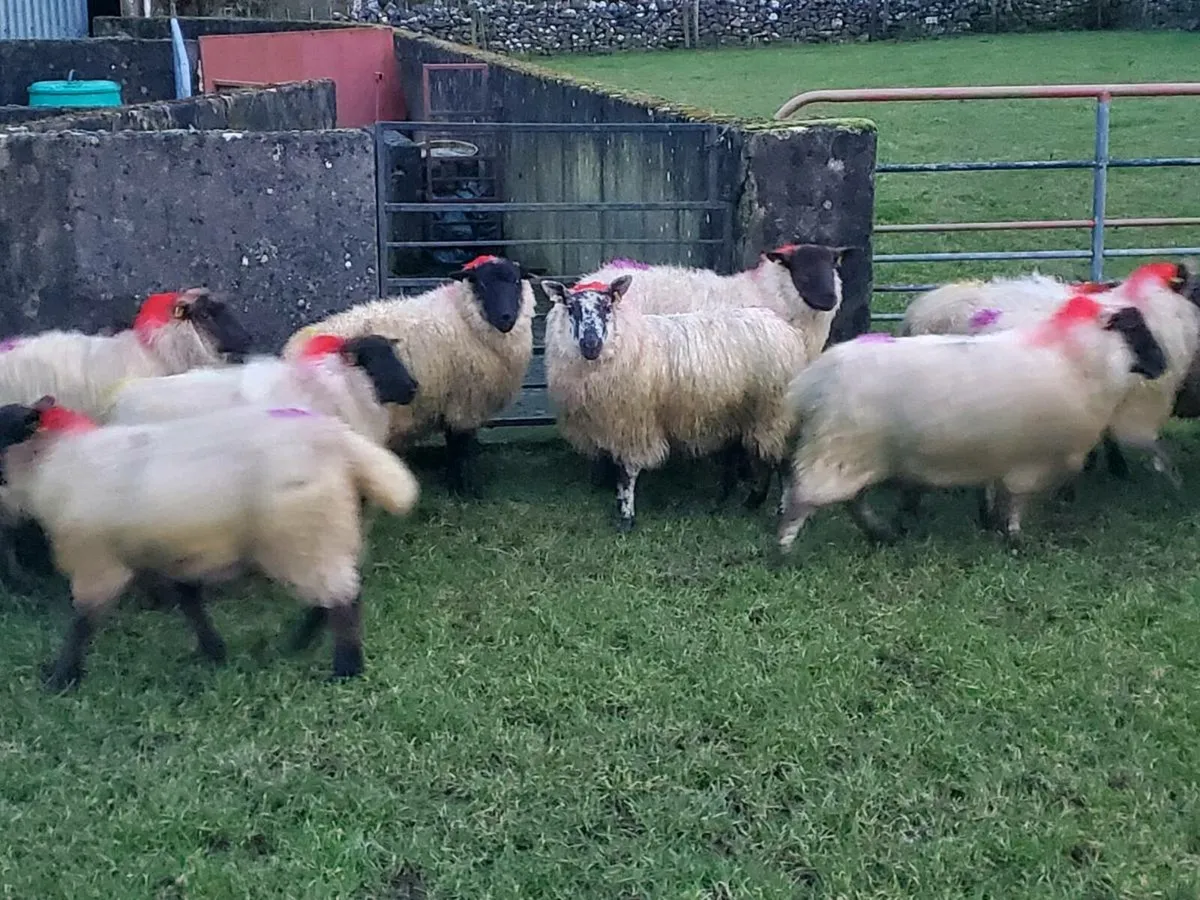 Suffolk ewe lambs - Image 2