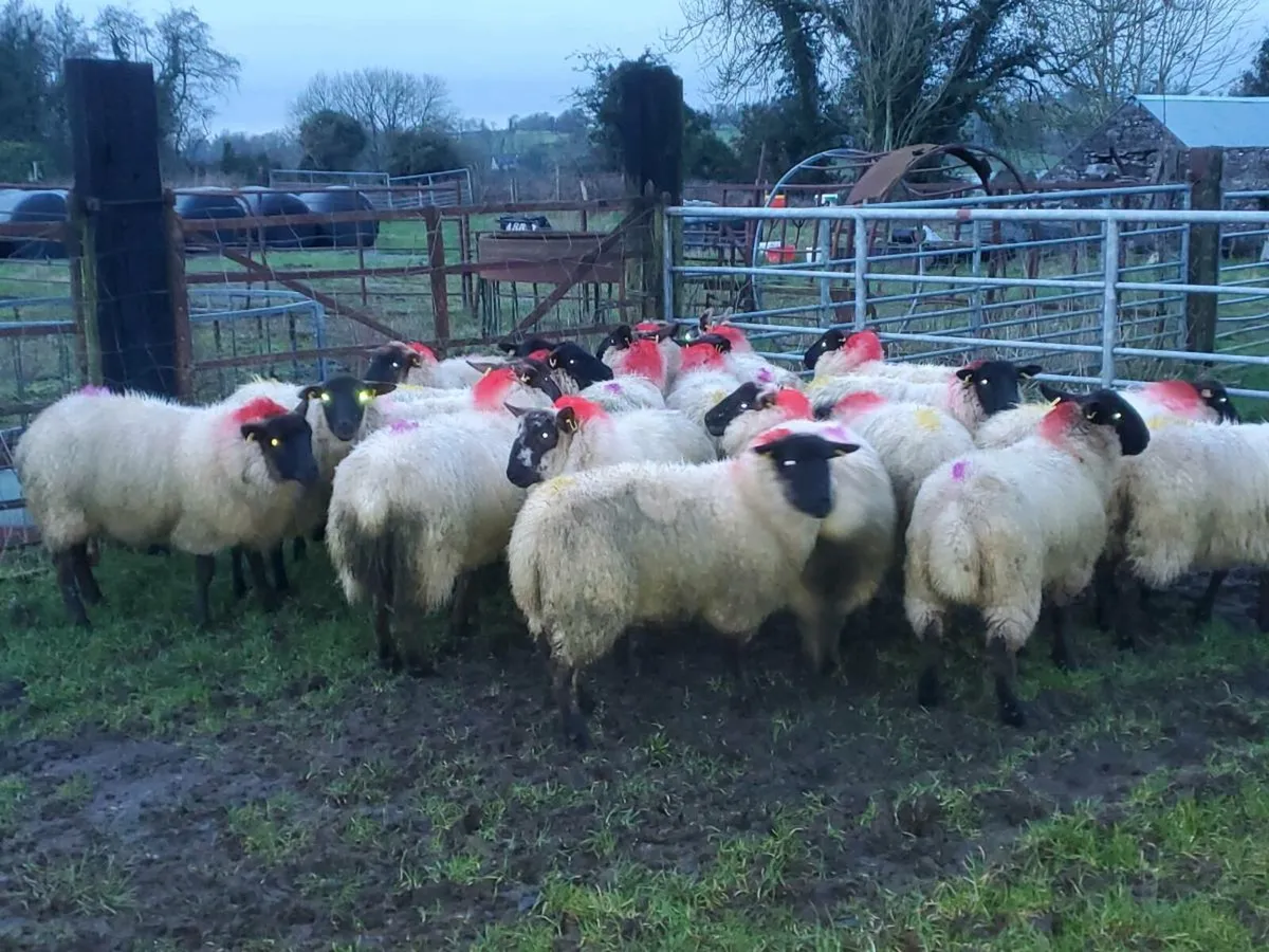 Suffolk ewe lambs - Image 3