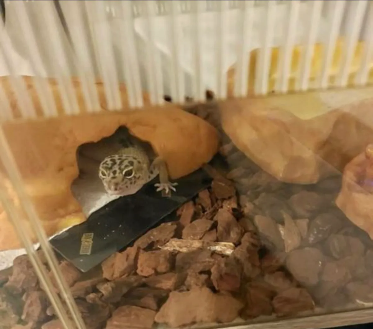 Lizard starter enclosure - Image 1