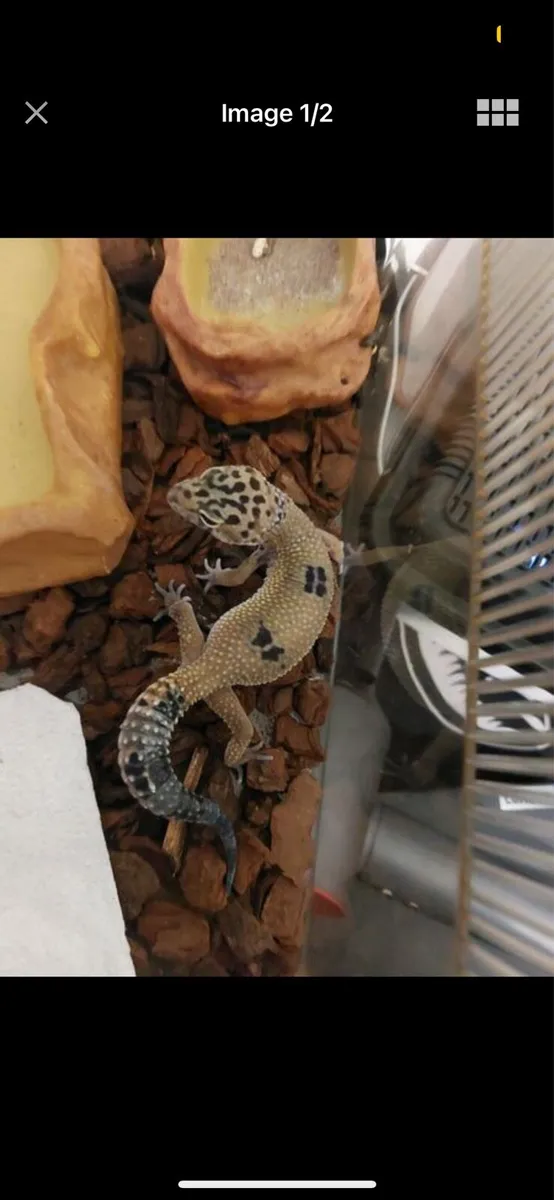 Lizard starter enclosure - Image 2