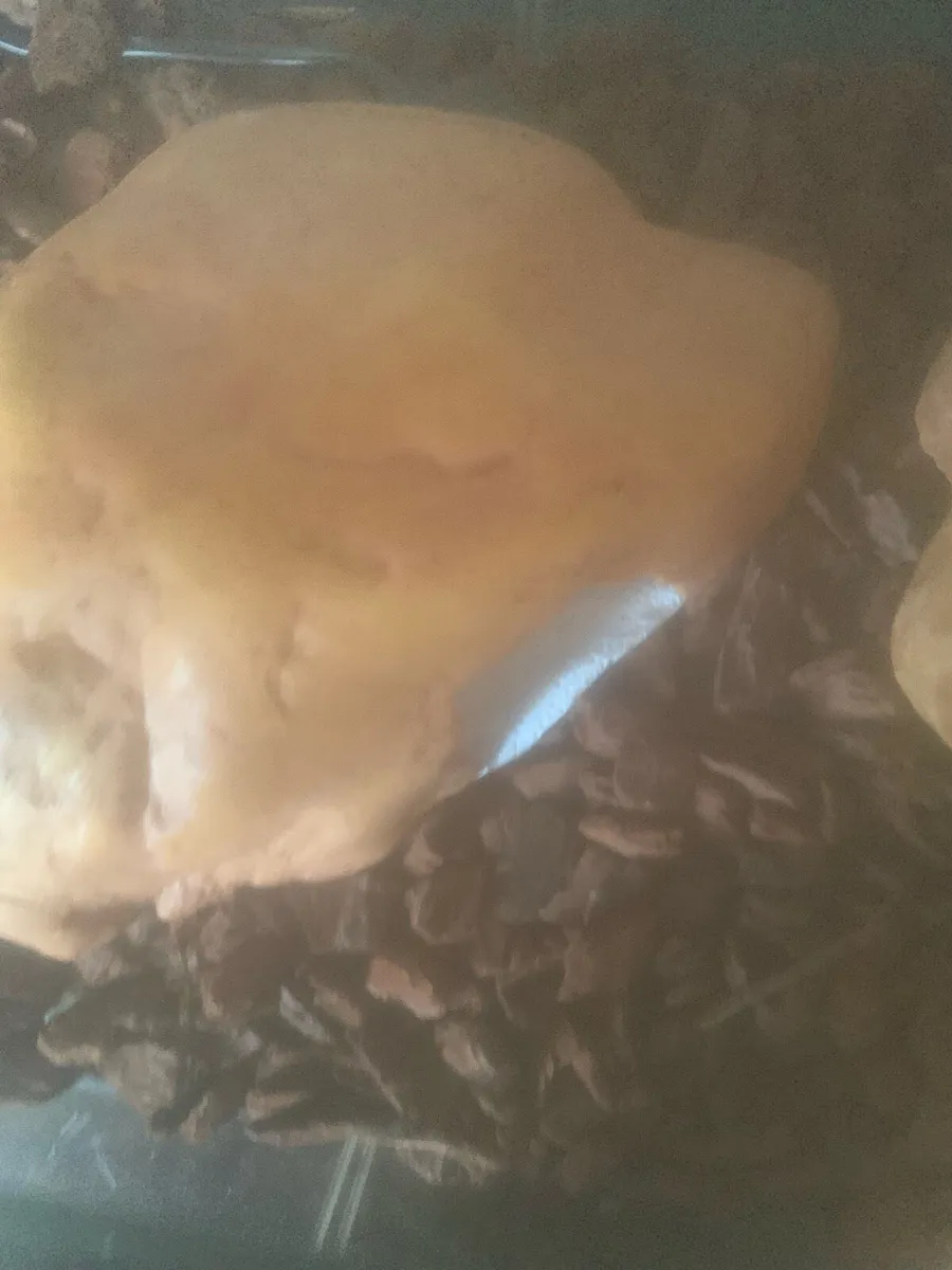 Lizard starter enclosure - Image 3