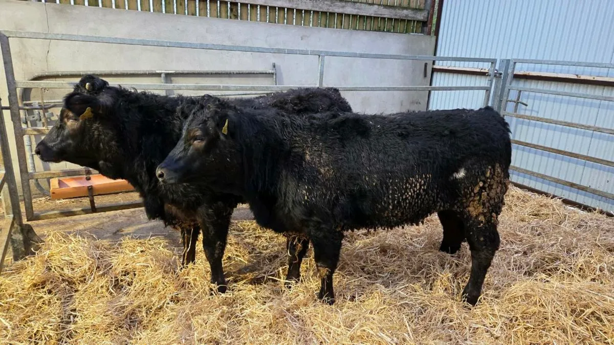 Limousin Heifers - Image 1