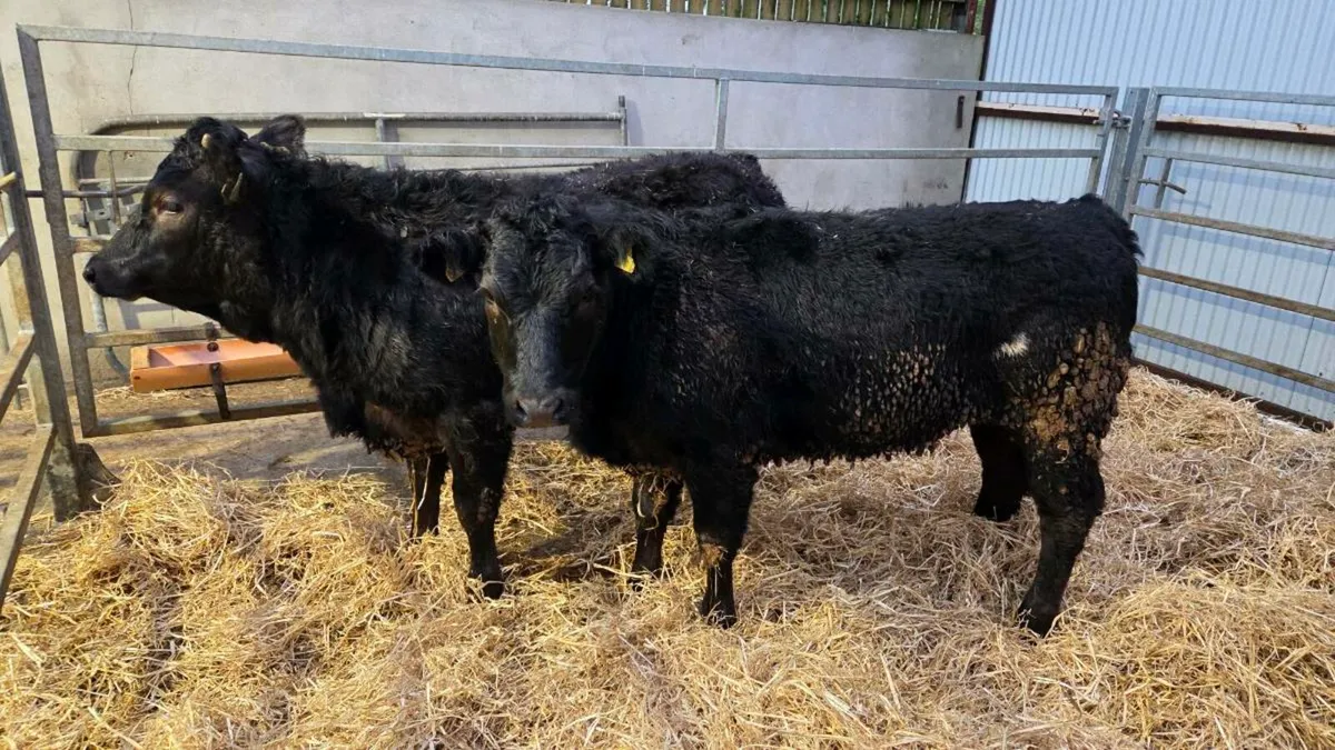 Limousin Heifers - Image 2