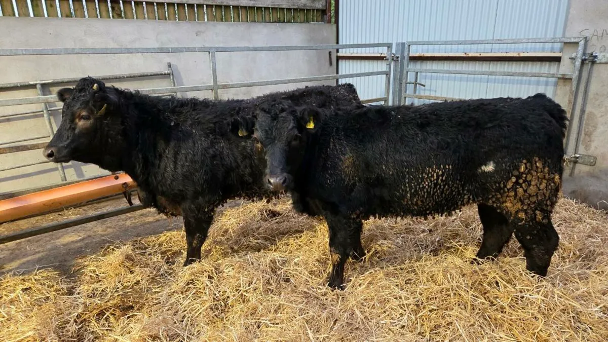 Limousin Heifers - Image 4