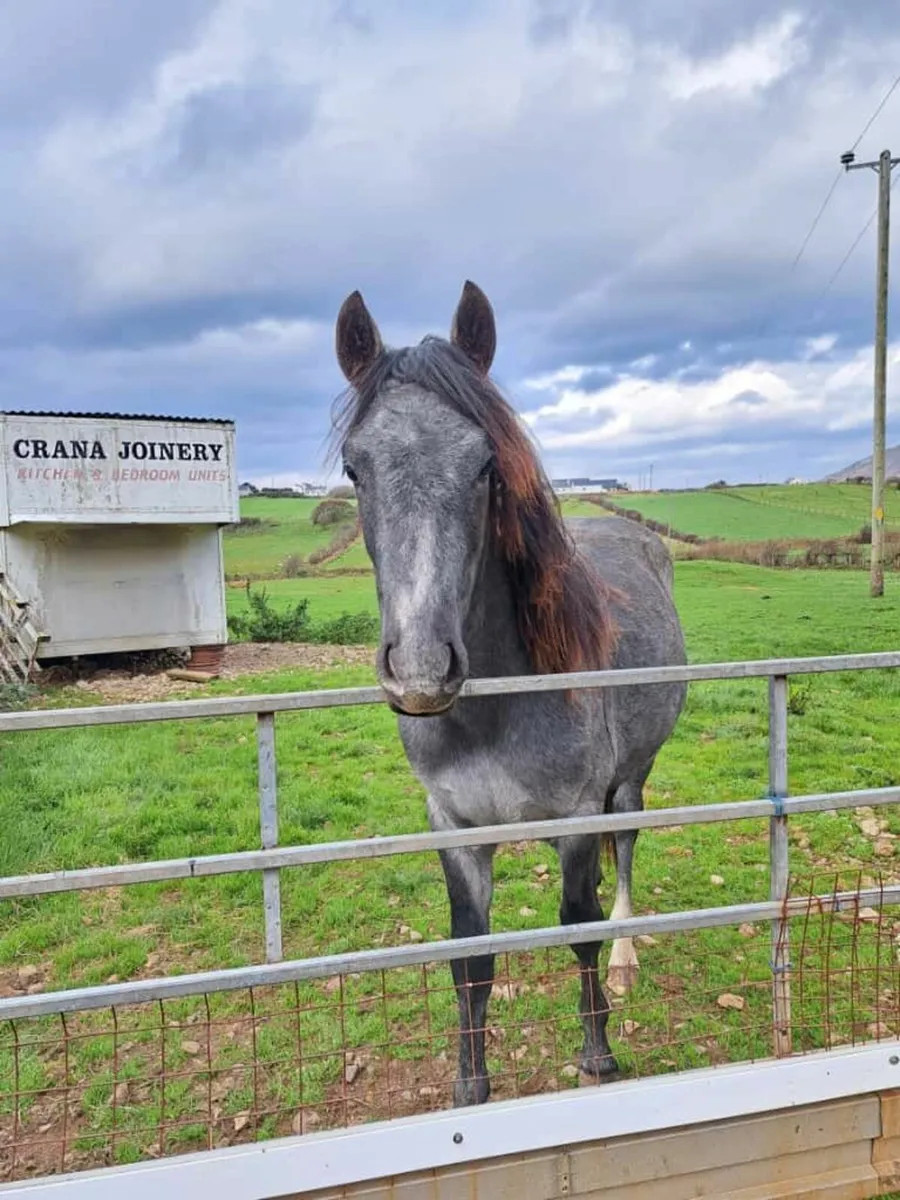 Nicely bred blue/grey Connemara colt - Image 1