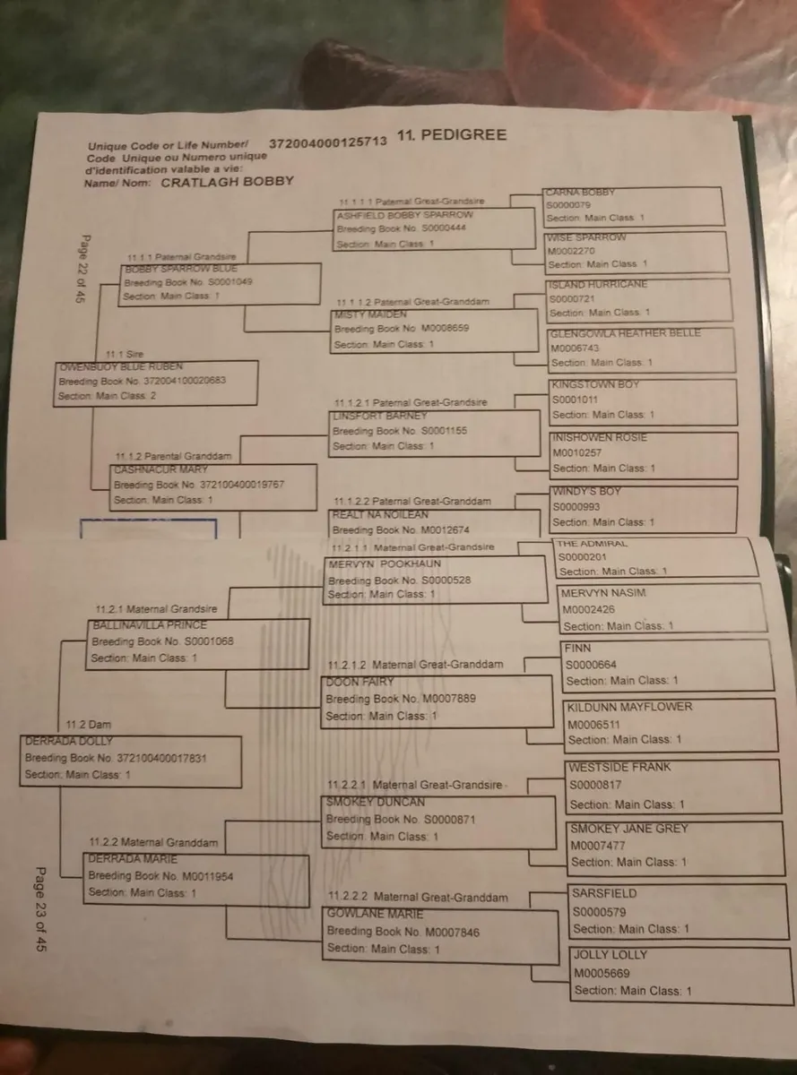 Nicely bred blue/grey Connemara colt - Image 3