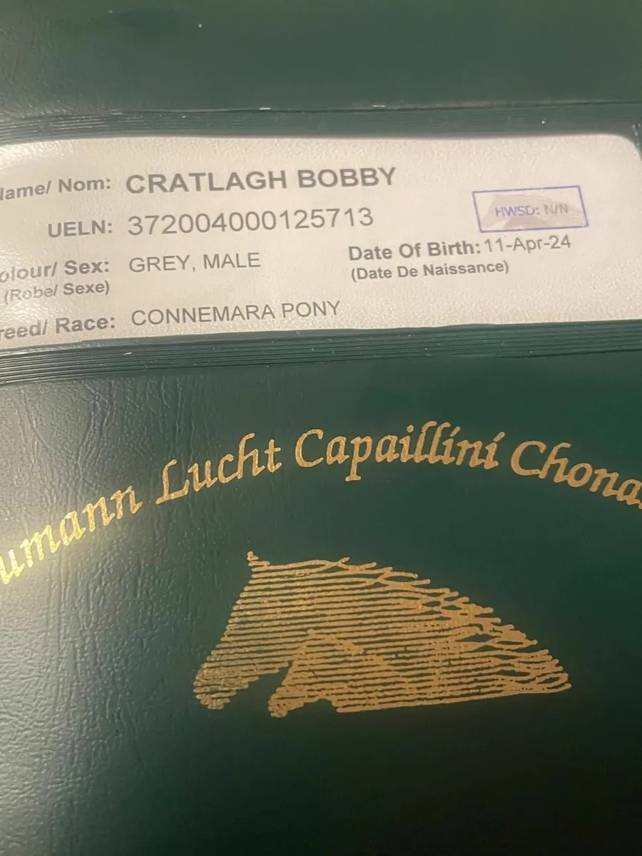 Nicely bred blue/grey Connemara colt - Image 4