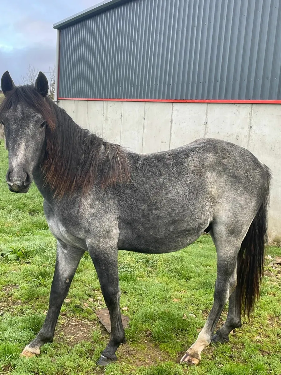 Nicely bred blue/grey Connemara colt - Image 2
