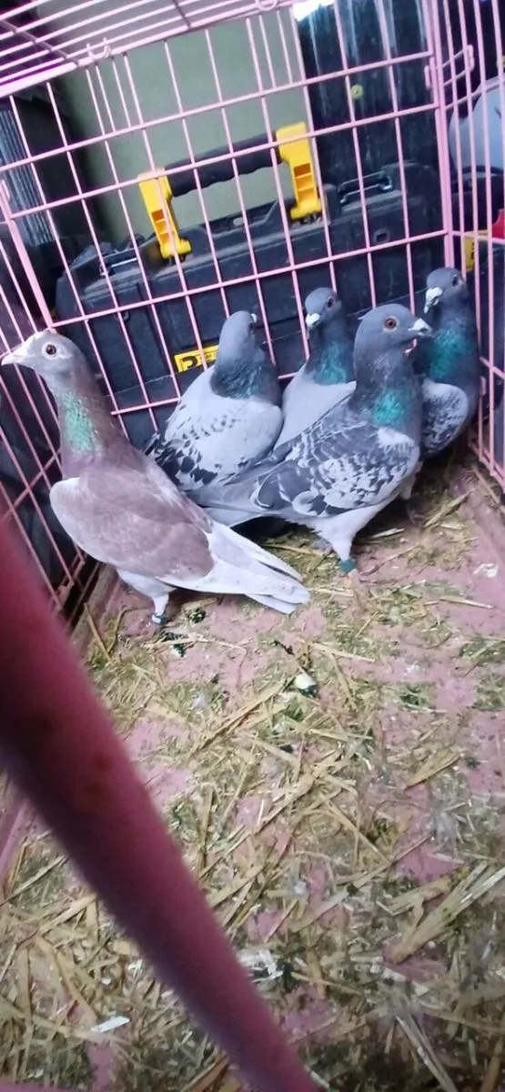 19 racing pigeons - Image 1