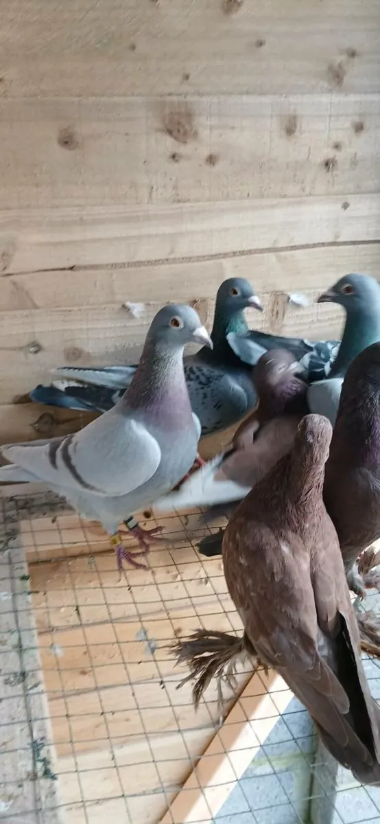 19 racing pigeons - Image 2