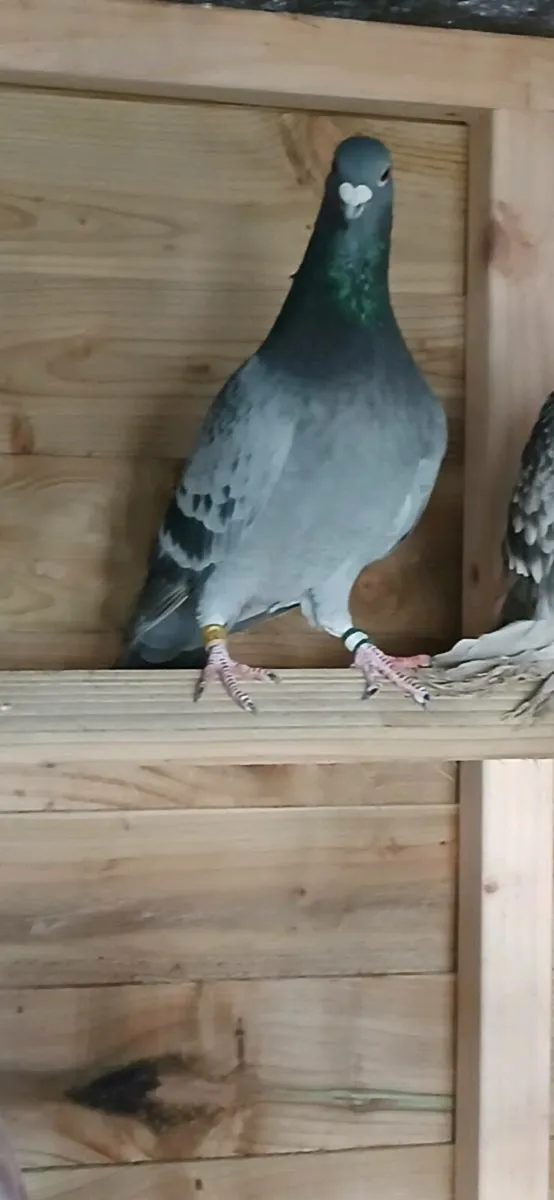 19 racing pigeons - Image 3