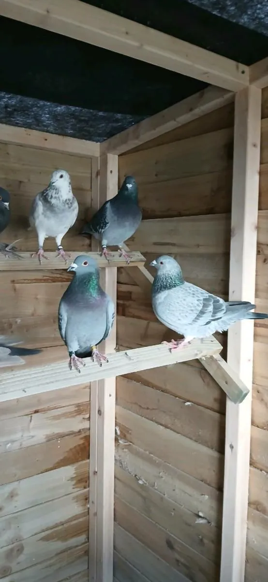 19 racing pigeons - Image 4
