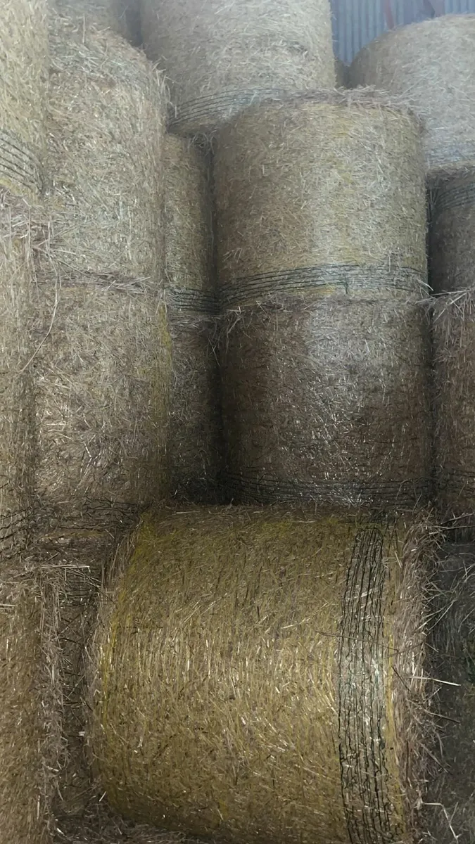 Round Spring Barley Straw and Hay - Image 2
