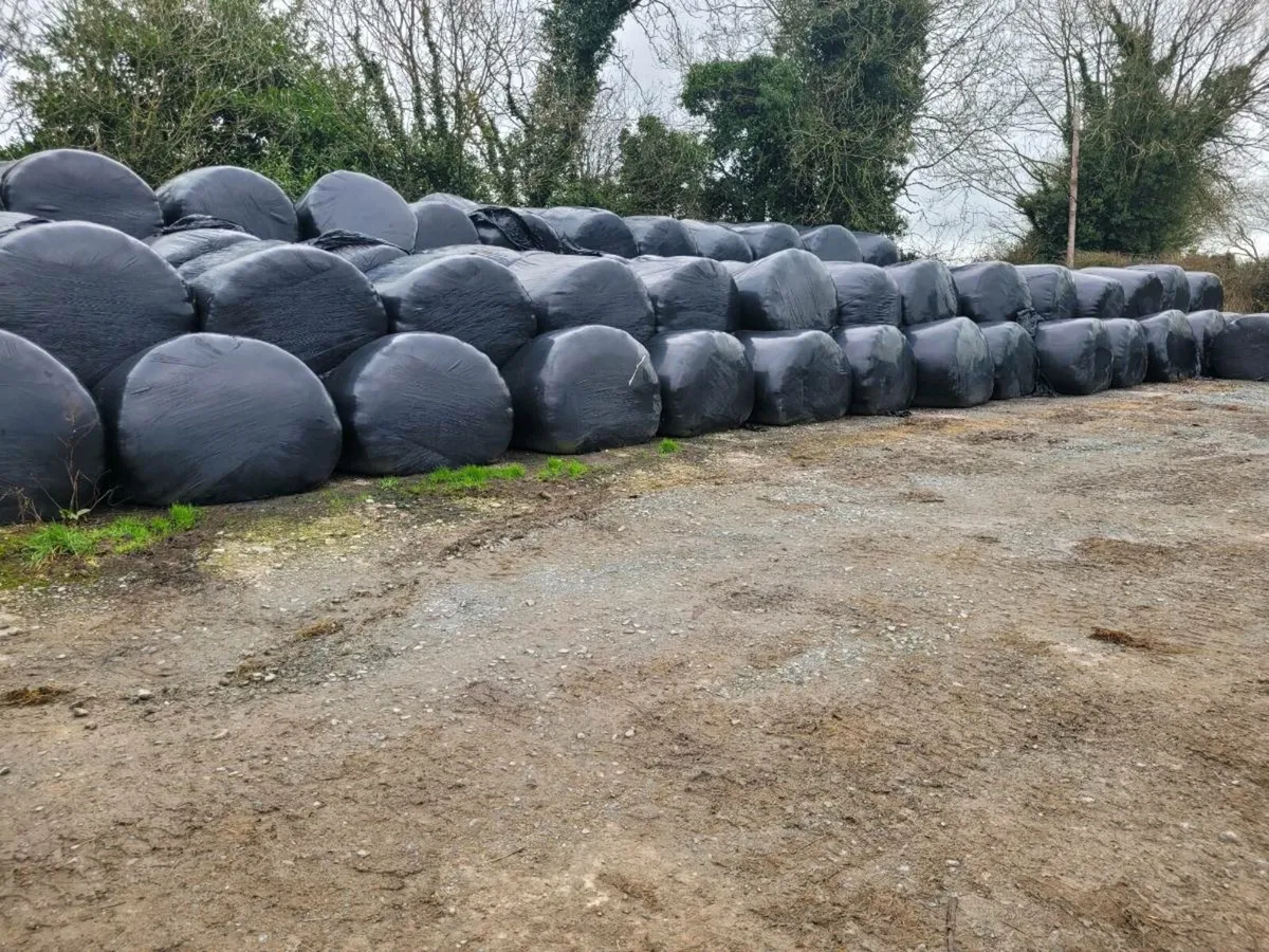 Silage bales first cut