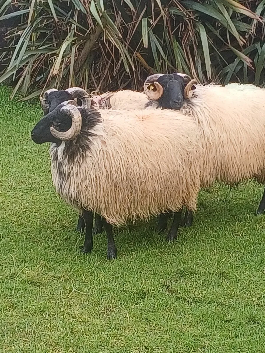Ram Lambs - Image 1