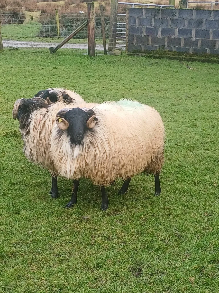 Ram Lambs - Image 2