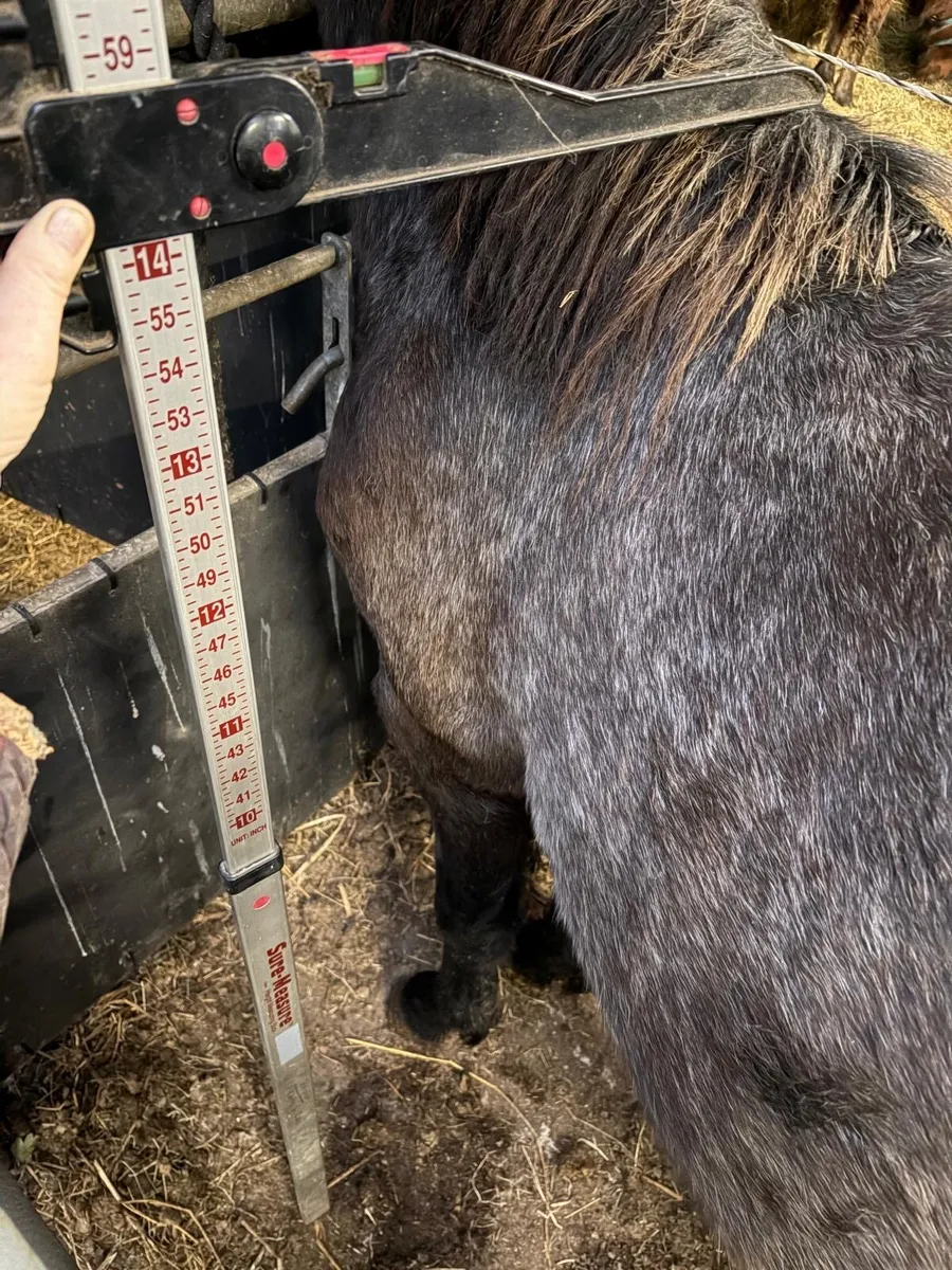 3 years old gelding pony - Image 2