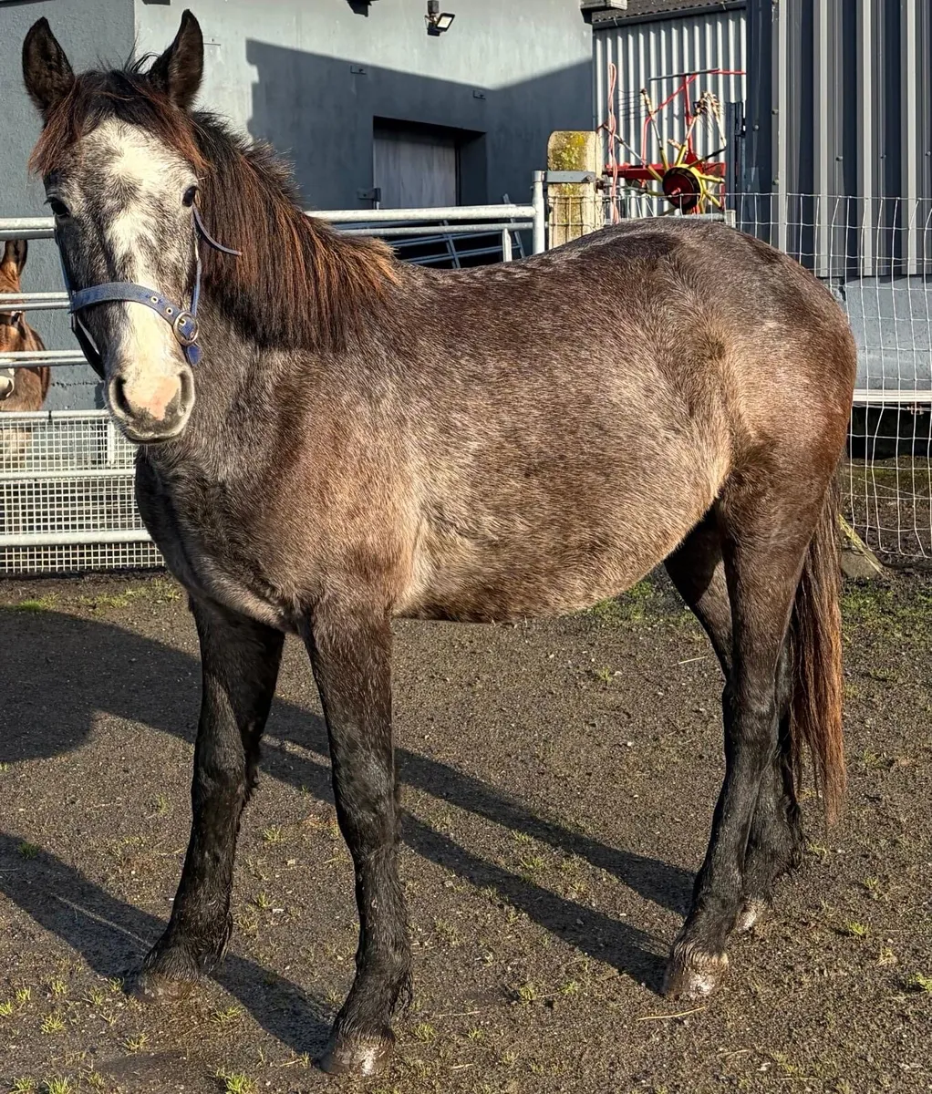3 years old gelding pony - Image 4