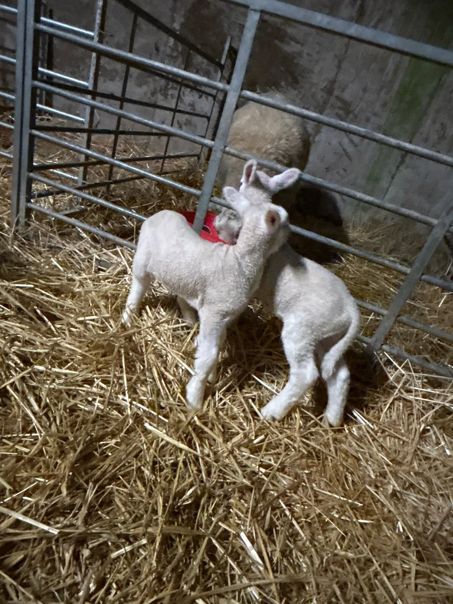 Pet lambs - Image 1