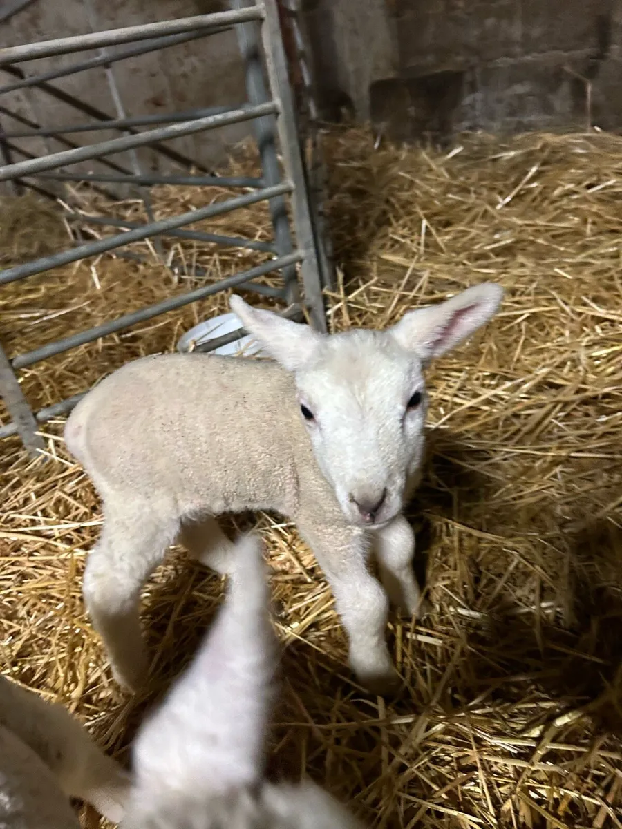 Pet lambs - Image 2
