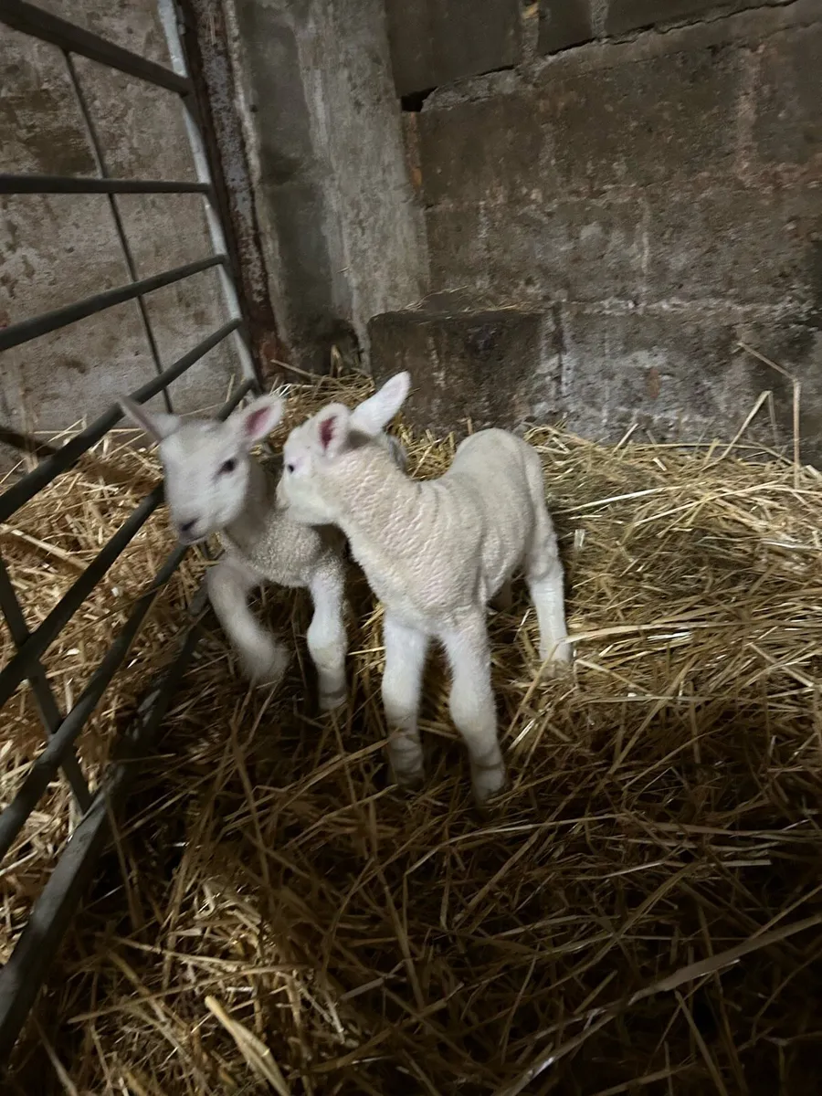 Pet lambs - Image 4