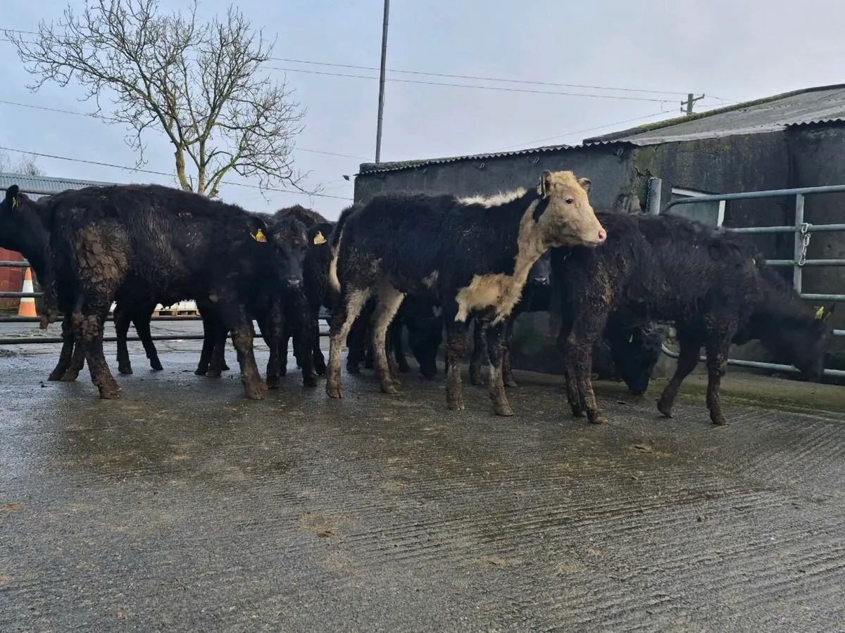 10 Super Aberdeen Angus Heifers - Image 1