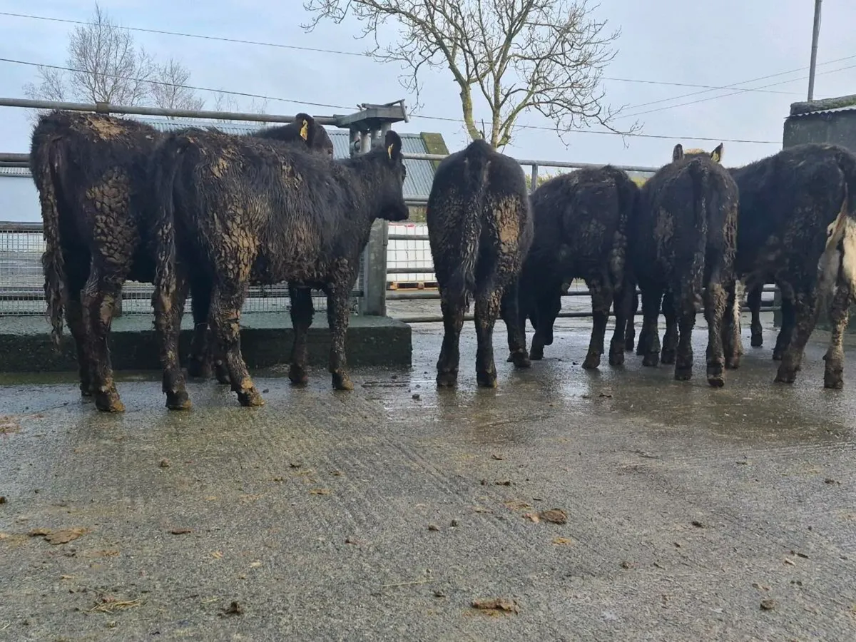 10 Super Aberdeen Angus Heifers - Image 2