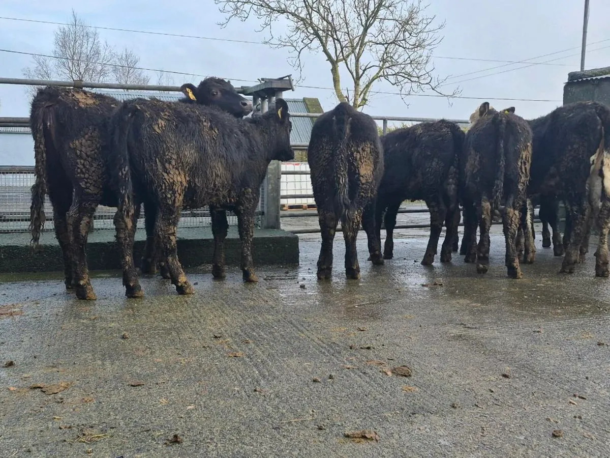 10 Super Aberdeen Angus Heifers - Image 3