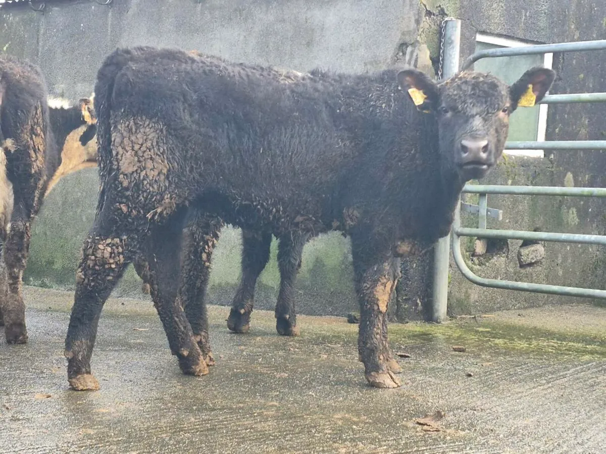 10 Super Aberdeen Angus Heifers - Image 4