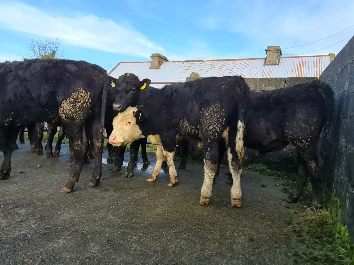 15 Super Angus and Hereford Bullocks - Image 4
