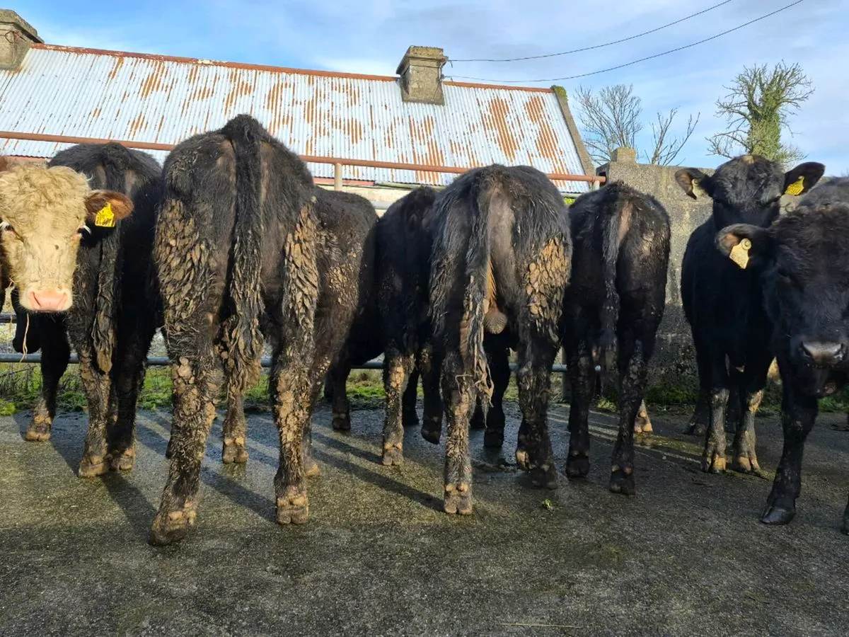 15 Super Angus and Hereford Bullocks - Image 1