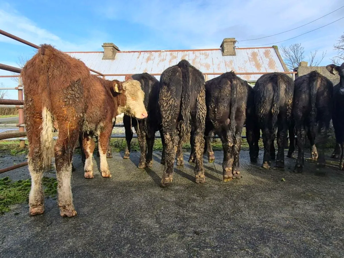 15 Super Angus and Hereford Bullocks - Image 2