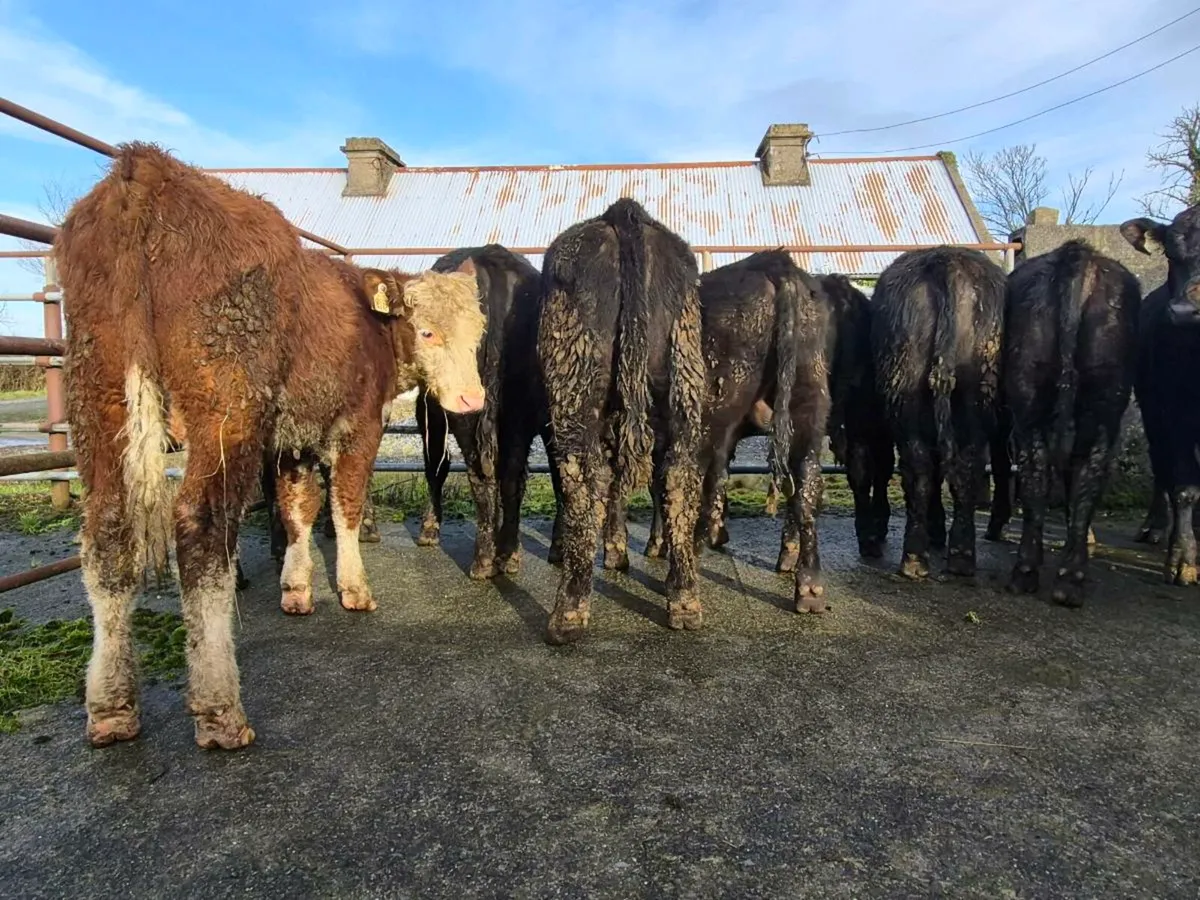 15 Super Angus and Hereford Bullocks - Image 3
