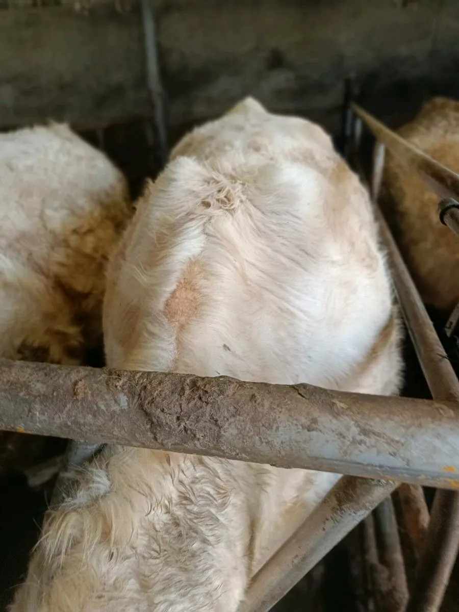 PBR CHAROLAIS - Image 2