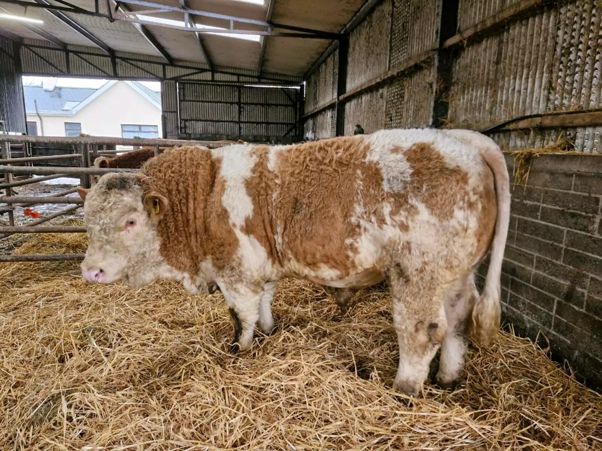 Pedigree Simmental Bull - Image 2