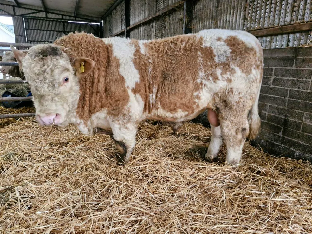 Pedigree Simmental Bull - Image 1