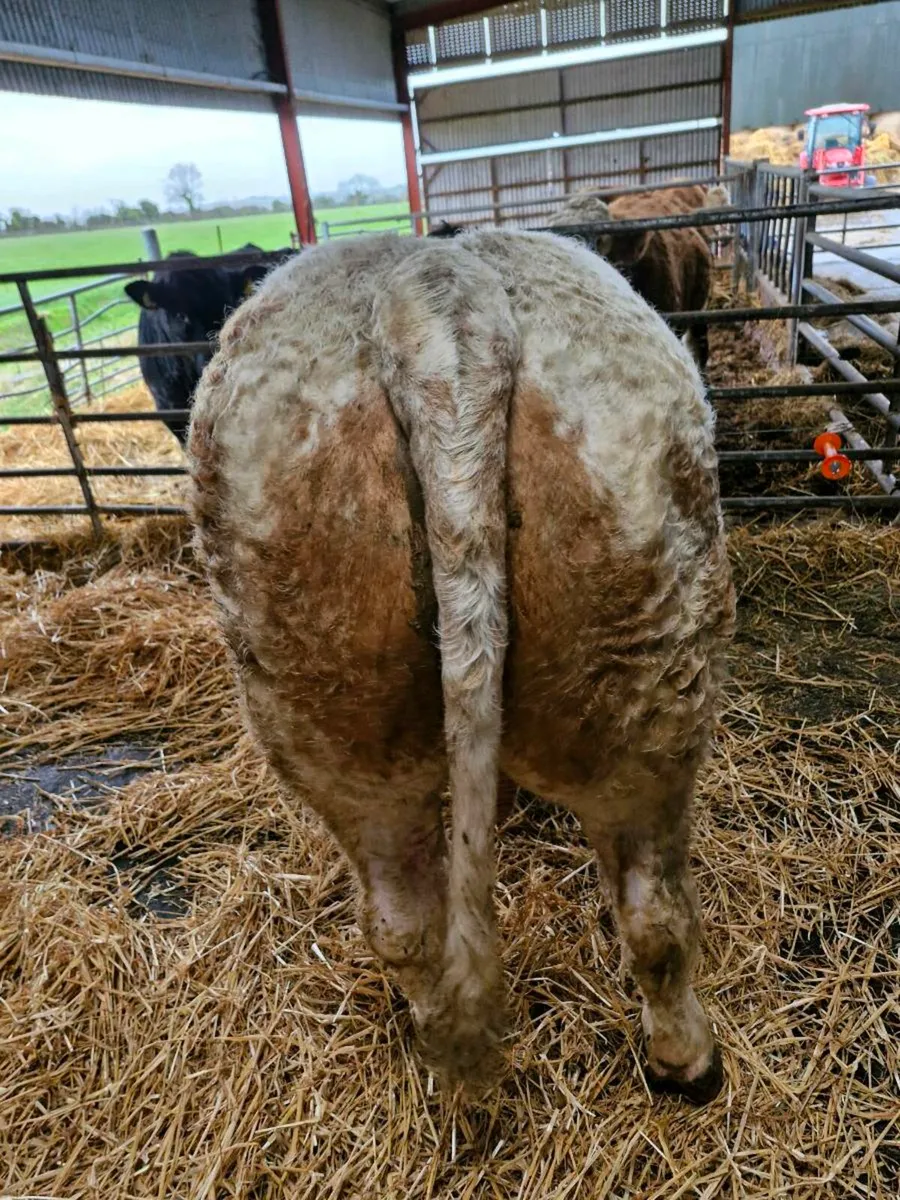 Pedigree Simmental Bull - Image 4