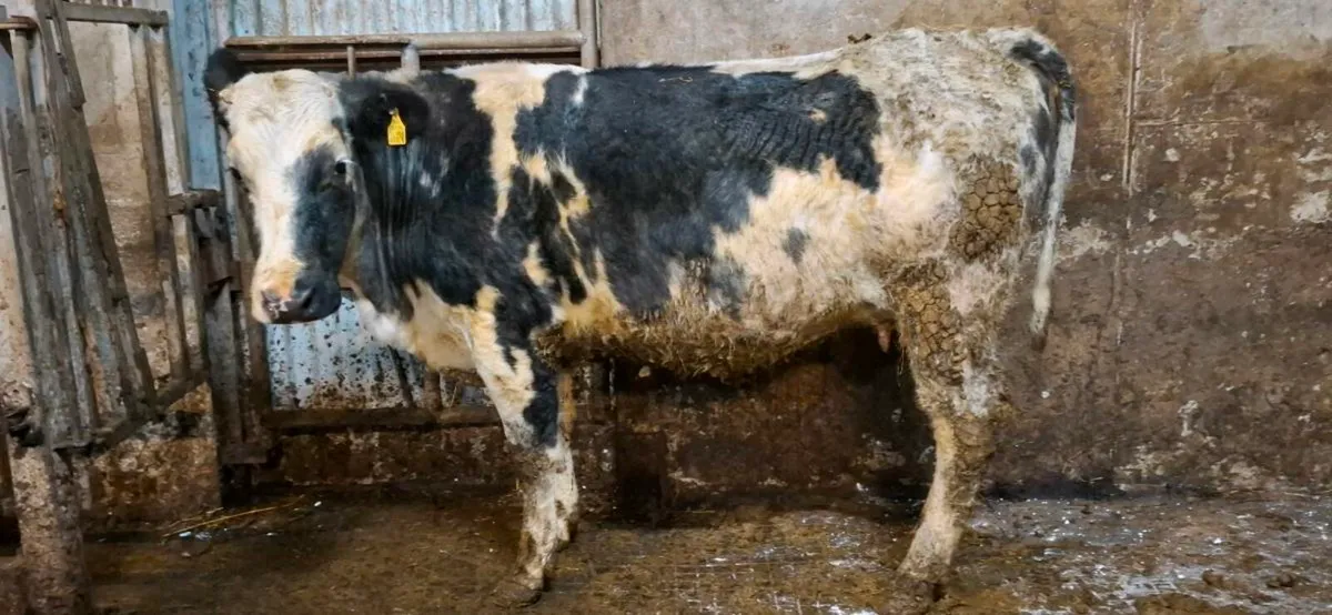 💥BB Second Calver.💥 - Image 1