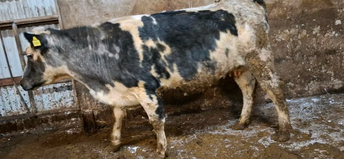 💥BB Second Calver.💥 - Image 2