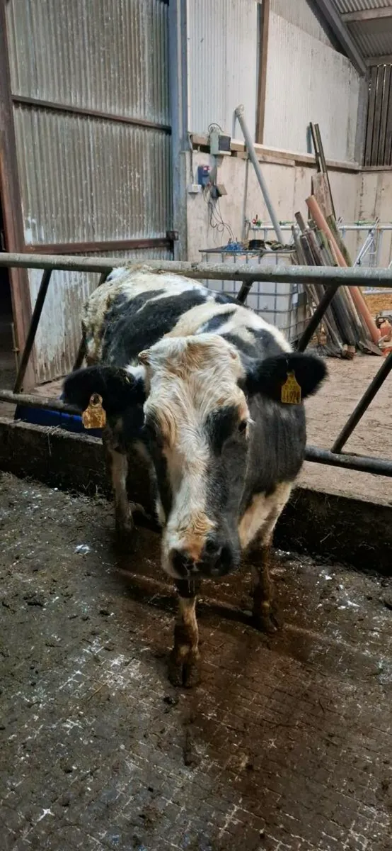 💥BB Second Calver.💥 - Image 3