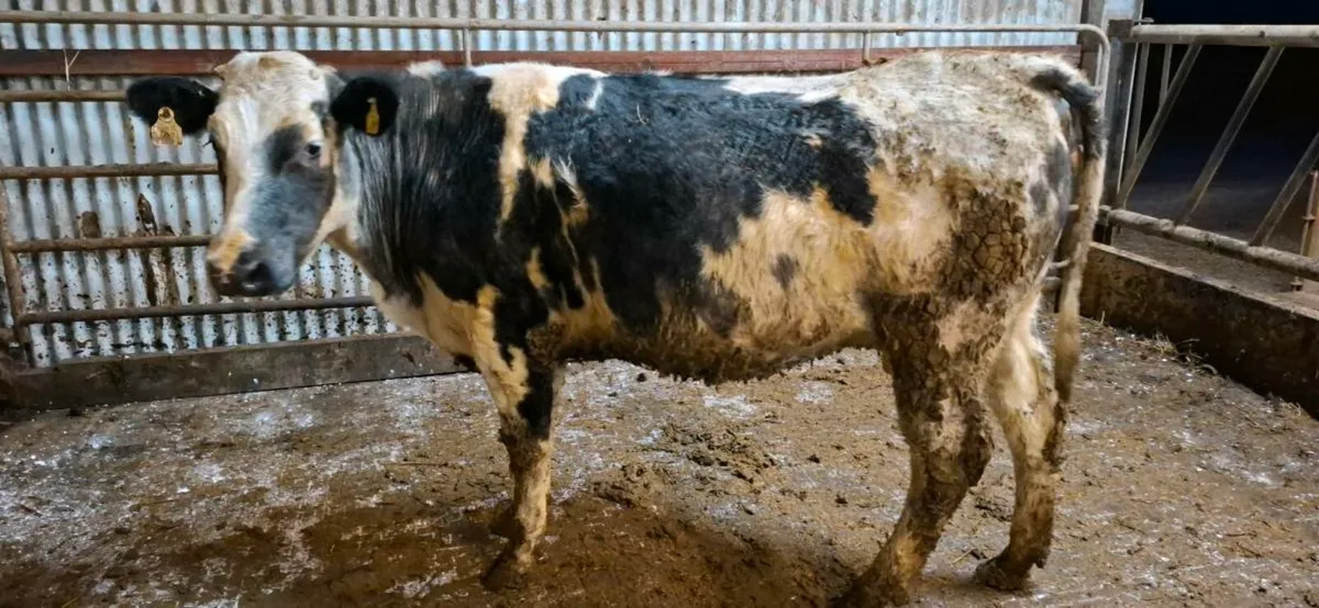 💥BB Second Calver.💥 - Image 4