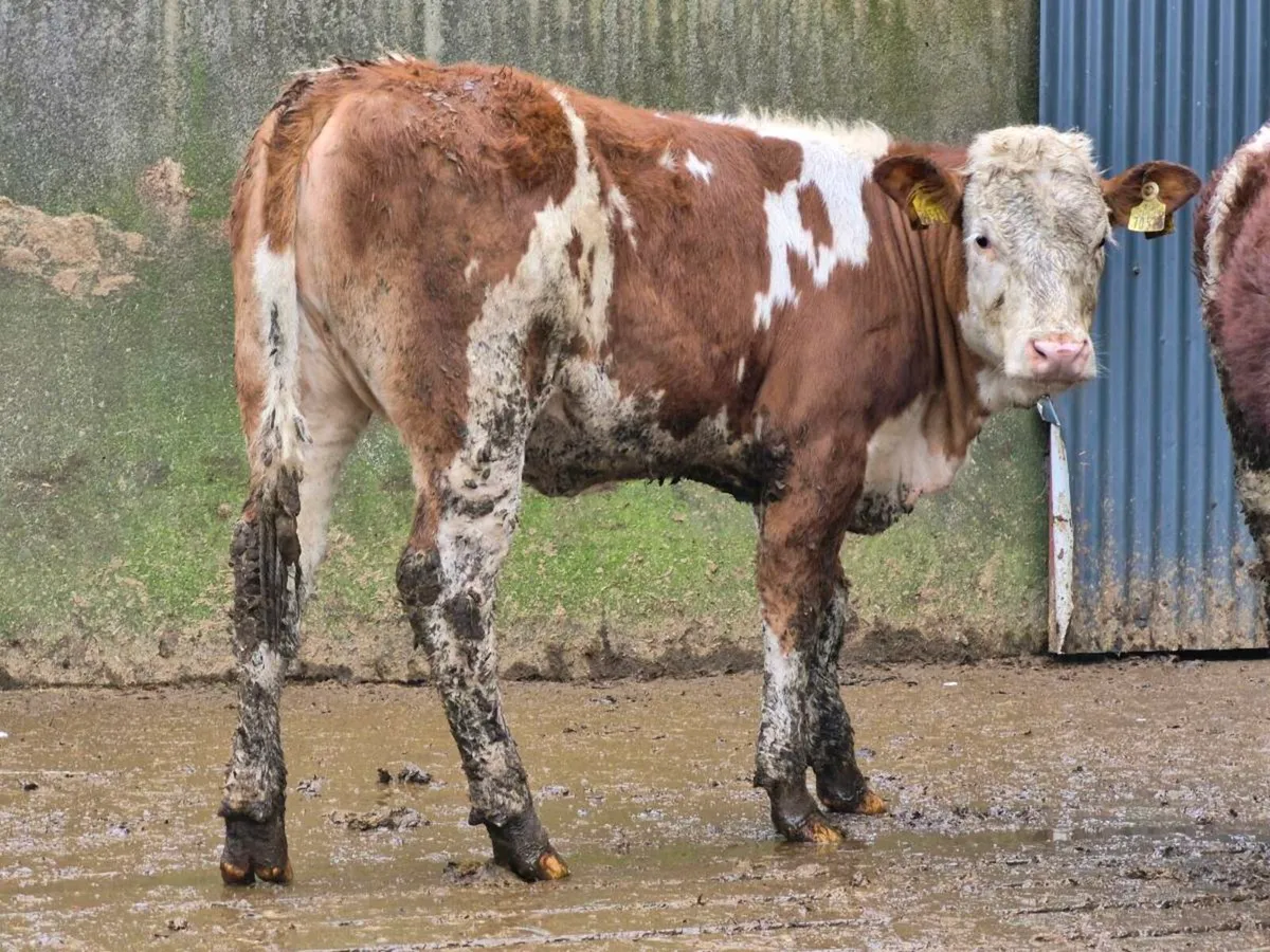 🌟 2 Super Simmental Heifers 🌟 - Image 1